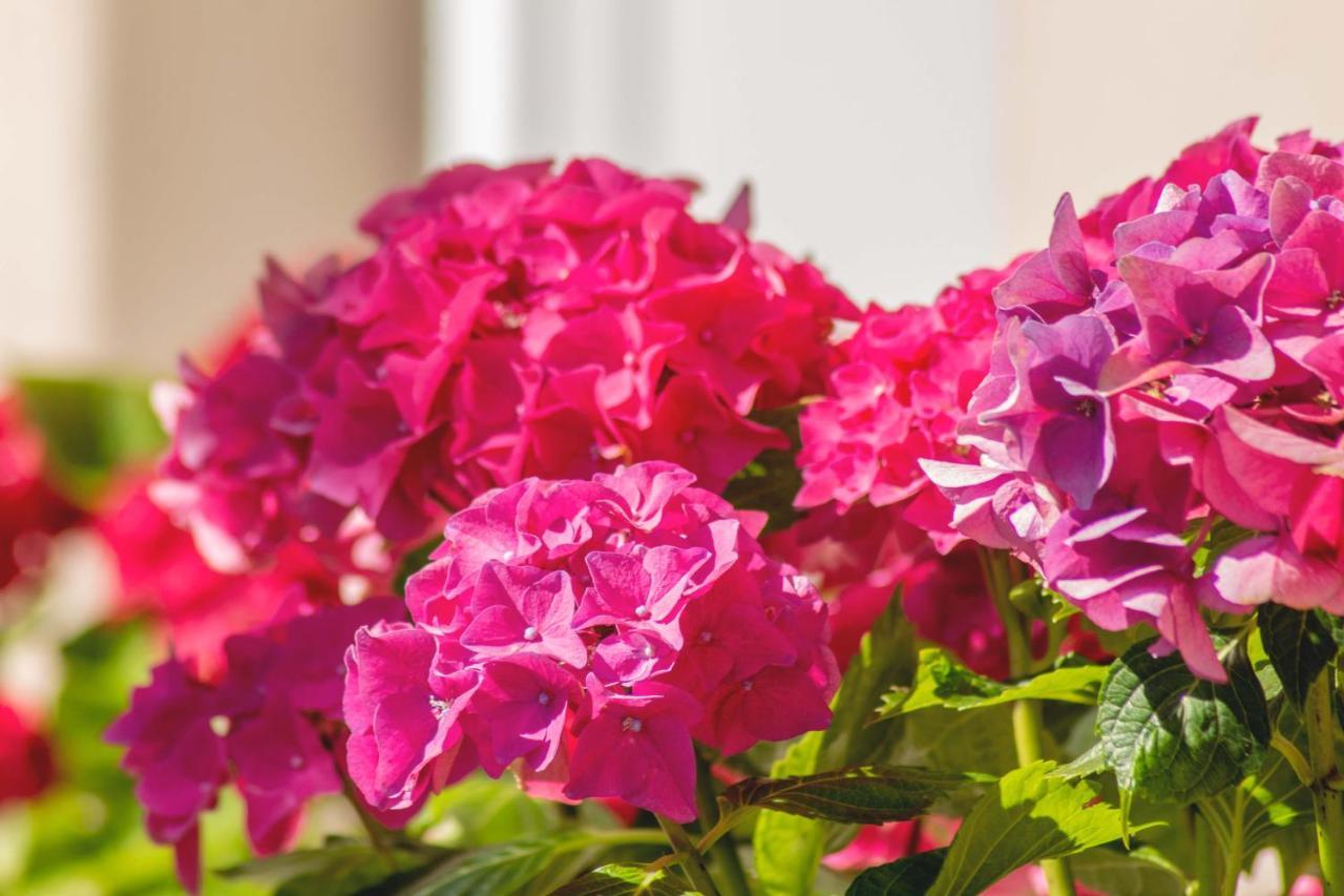 Hortensia Buje Eksteriør billede