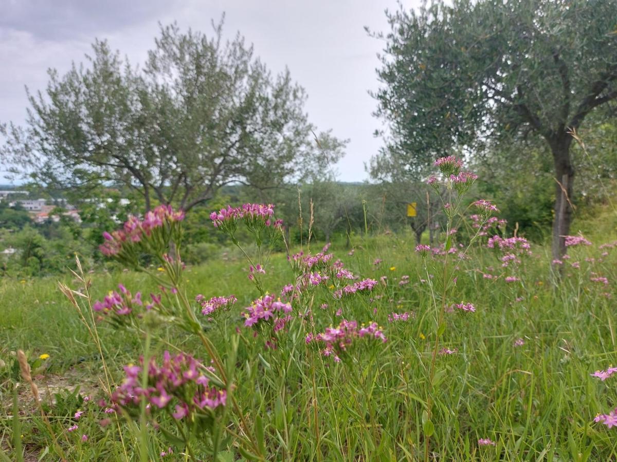 Hortensia Buje Eksteriør billede